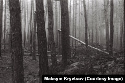 Forest around a military position in an unidentified region of Ukraine