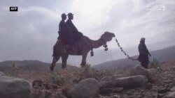بلوچستان کې پر اوښانو ناستو چارواکو سرشمېرنه وکړه
