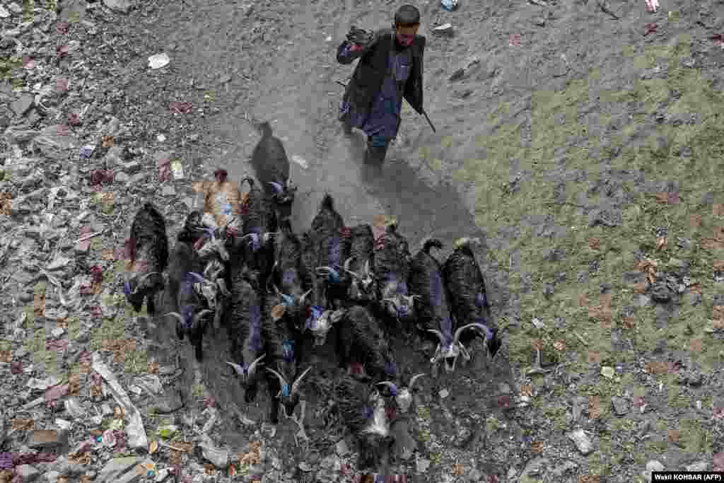 A goat herder moves his livestock toward a market on the outskirts of Kabul in preparation for Eid al-Adha. “The prices are high this year, people are jobless, people are poor and needy,” said Mohammad Saber, an animal seller interviewed by AP. 