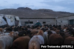 Мариям, супруга чабана Жамлики, проверяет овец перед тем, как загнать их в кошару. Алматинская область, 3 февраля 2023 года