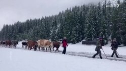  د اسټریا او سویټزرلېنډ اوسېدونکي د بې وخته واورو له امله څاروي کورونو ته نه شي ستنولای
