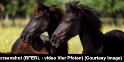 Today's Danube Delta horses are a result of interbreeding between long extant populations and hundreds of domesticated horses from struggling collective farms after the fall of communism in 1989.