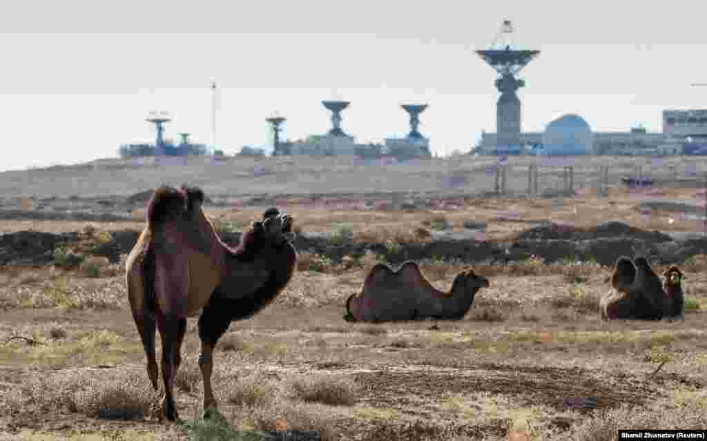 Camels relax on the plains around Baikonur.