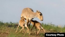 Saiga antelopes (file photo)