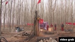Орусияга Кытайга карагай экспорттойт.