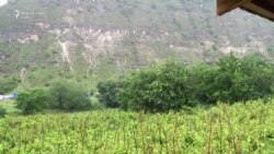 DescOPERA…ţiunea BUTUCENI. VERDI în cizme de cauciuc şi cu mămăliga în faţă