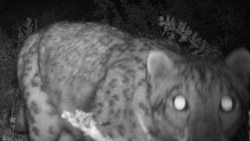 Shooting A Snow Leopard In Siberia (Legally)