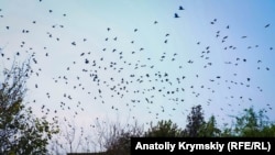 Ворони, схоже, також відчувають дискомфорт від кислотних випарів