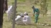 Tibbiyot birlashmaning 2-shifoxonasi hamshiralari Ozodlikka jo‘natgan videoda o‘nlab oq xalat kiygan ayol qo‘lida ketmon va supurgi bilan ajriq tozalayotganini ko‘rish mumkin.