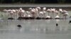 Flamingosi u Parku prirode Ulcinjska solana 