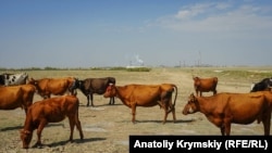 Стадо корів на тлі підприємства «Крымский титан», з яким в селі пов'язують свої біди. На ринку сусіднього Армянська почастішали випадки відмови купувати домашнє молоко у жителів Перекопу