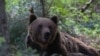 Image result for Мядзьведзь