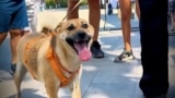 Kazakhstan - Cover for video about amendments to the law on animal protection