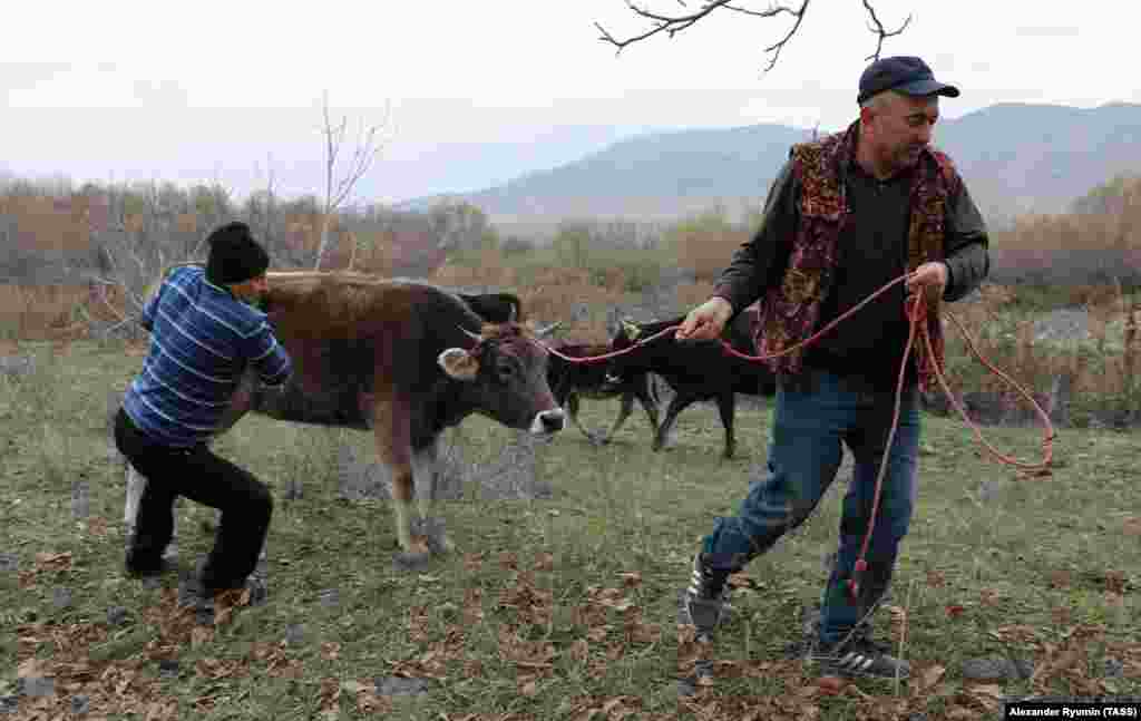 Men in Stepanakert take a cow to slaughter on December 3. After being emptied of much of its some 55,000 residents during the conflict, thousands have returned to Nagorno-Karabakh's largest city.