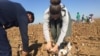 Uzbek cotton fields in an experimental plot at the Agricultural Institute of the Volgograd region. 